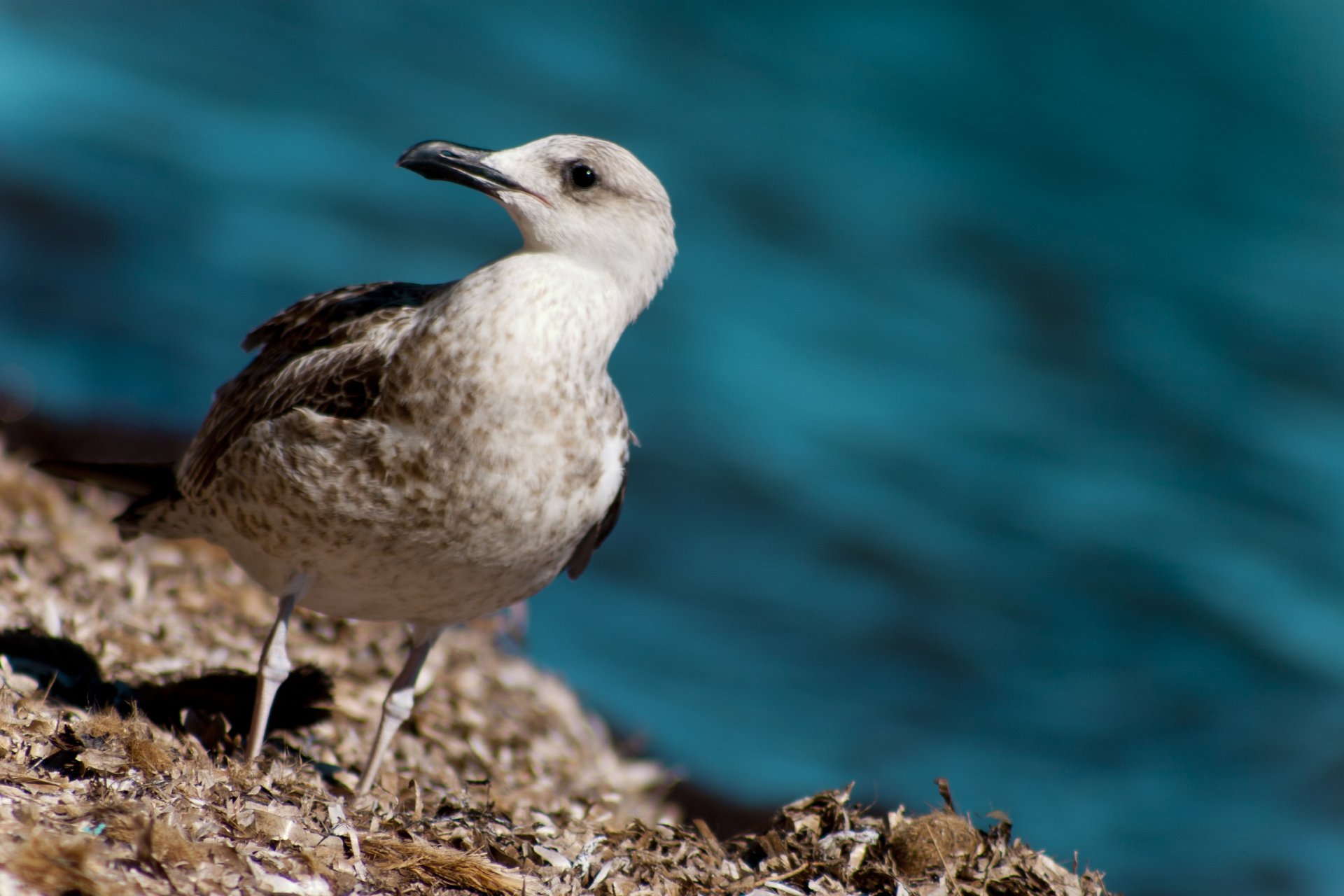 Wallpapers Animals Birds - Gulls Mouette of the caribean