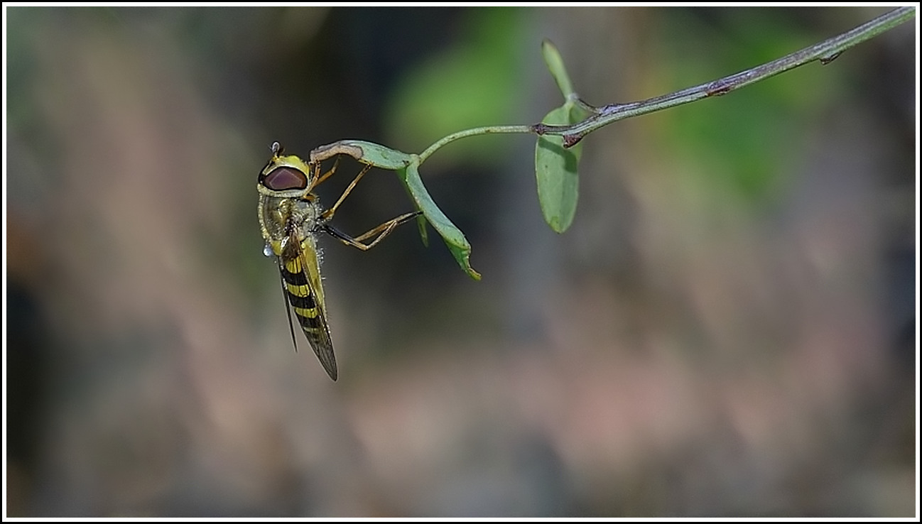 Wallpapers Animals Insectes - Hoverflies Syrphe au repos