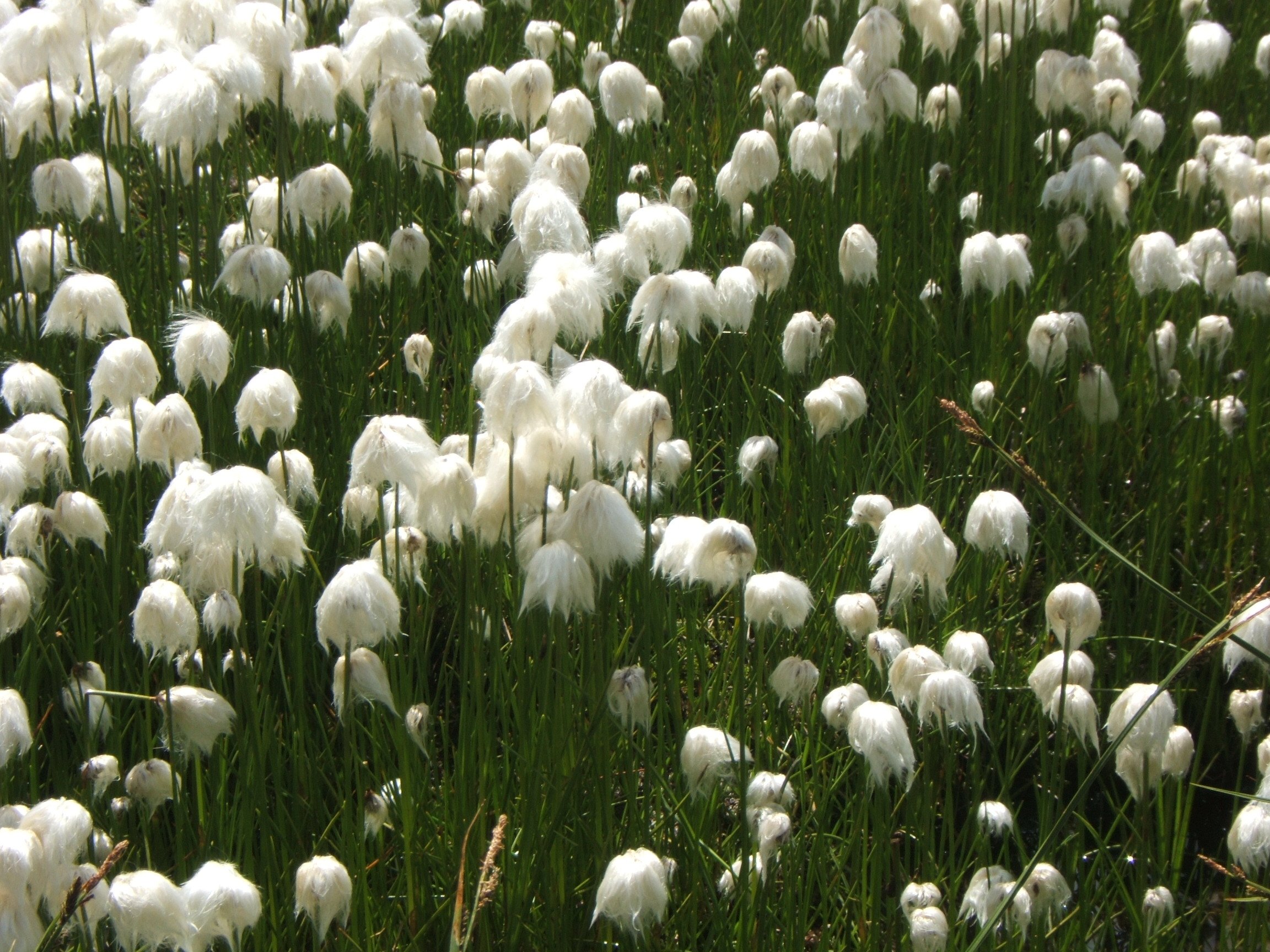 Fonds d'cran Nature Champs - Prairies 