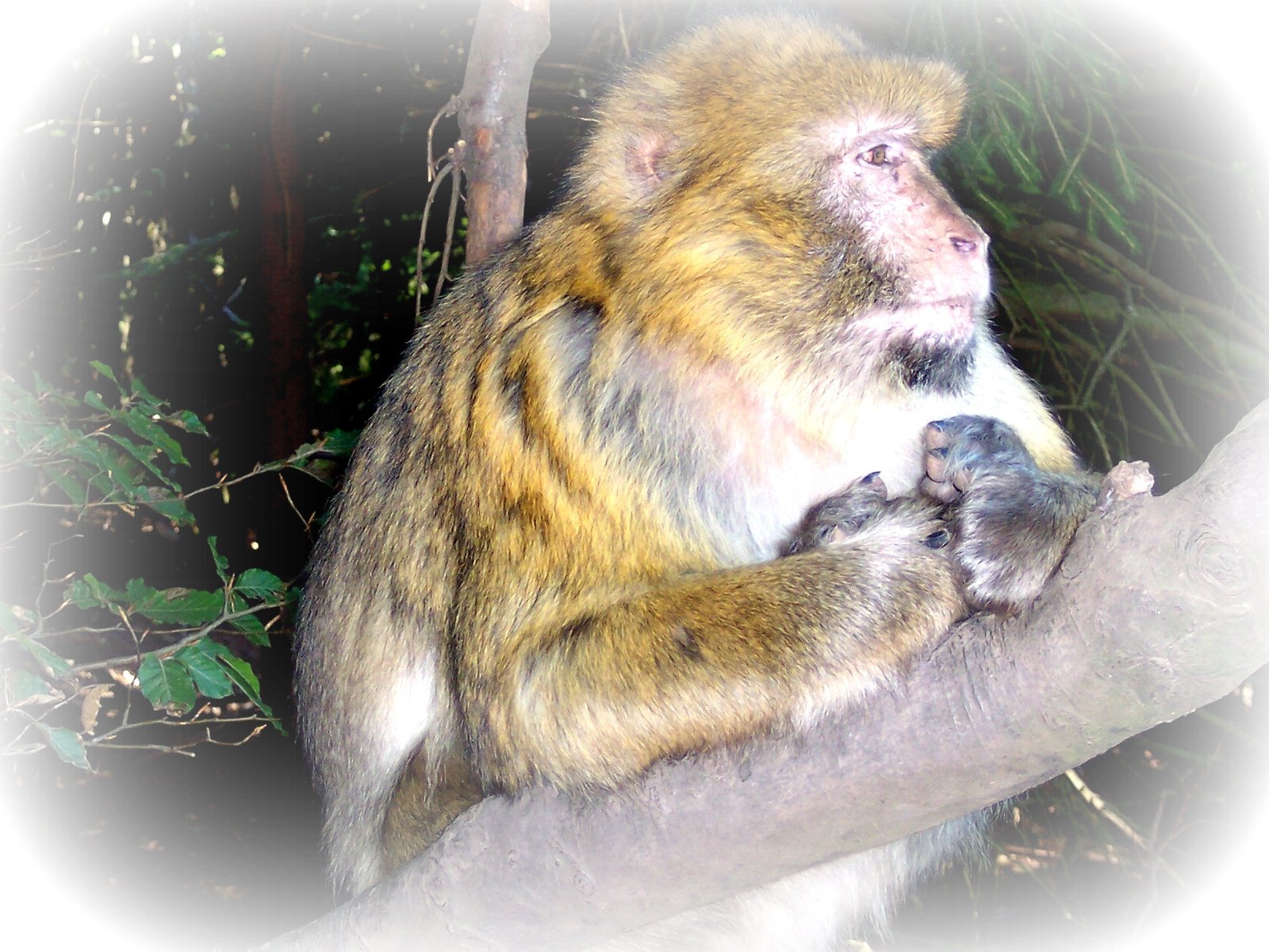 Wallpapers Animals Monkeys 