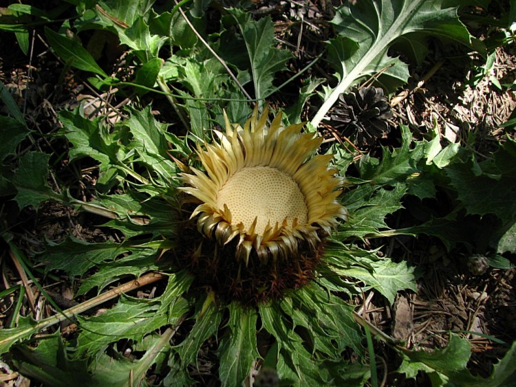 Fonds d'cran Nature Fleurs Carline a feuilles d'acanthe