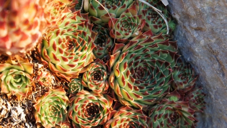 Wallpapers Nature Succulents Crassulaces