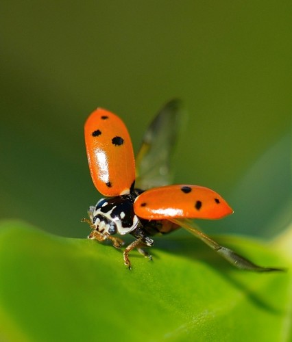 Wallpapers Animals Insects - Ladybugs Aprs la baignade....