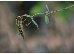 Wallpapers Animals Syrphe au repos