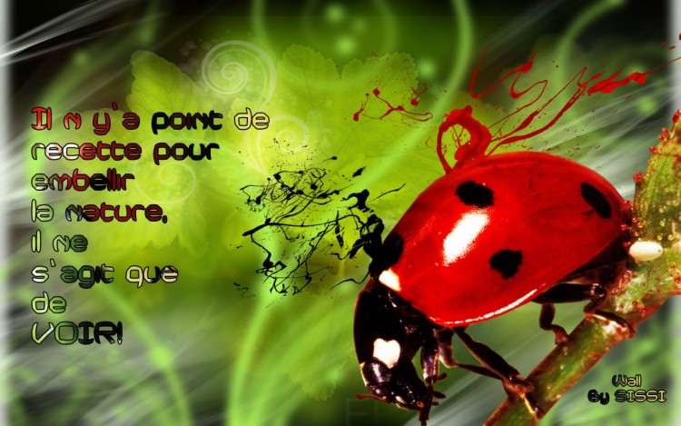 Wallpapers Digital Art Animals Coccinelle