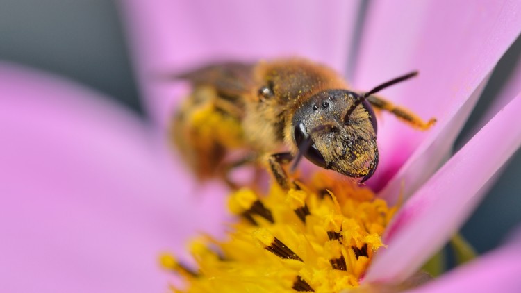 Fonds d'cran Animaux Insectes - Abeilles Gupes ... Portrait d'une butineuse...