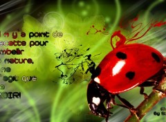 Wallpapers Digital Art Coccinelle