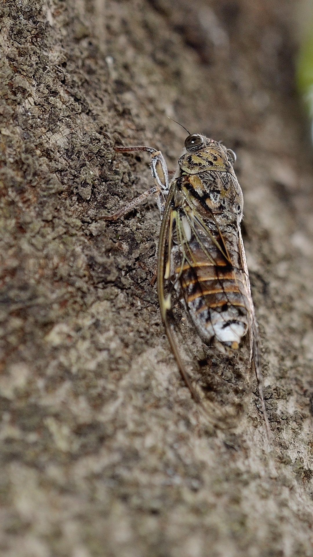 Fonds d'cran Animaux Insectes - Cigales Le chant de l't