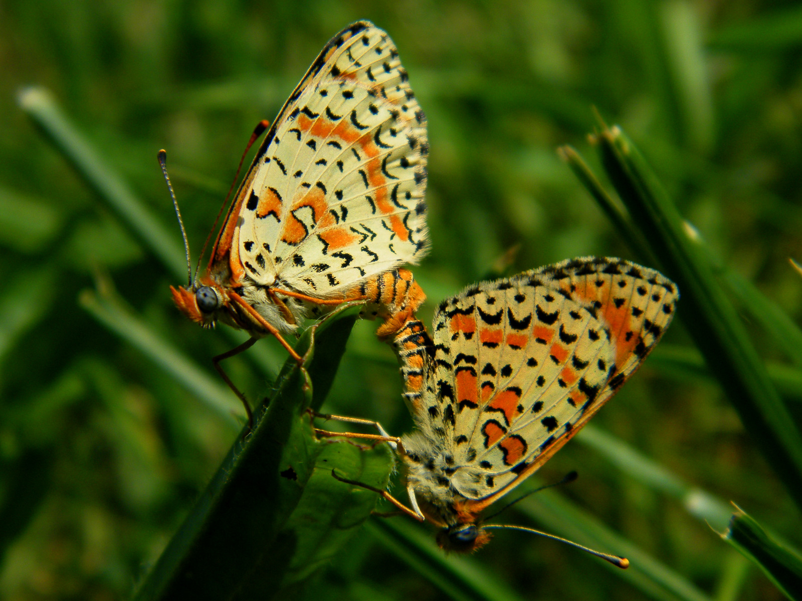 Fonds d'cran Animaux Insectes - Papillons reproduction....