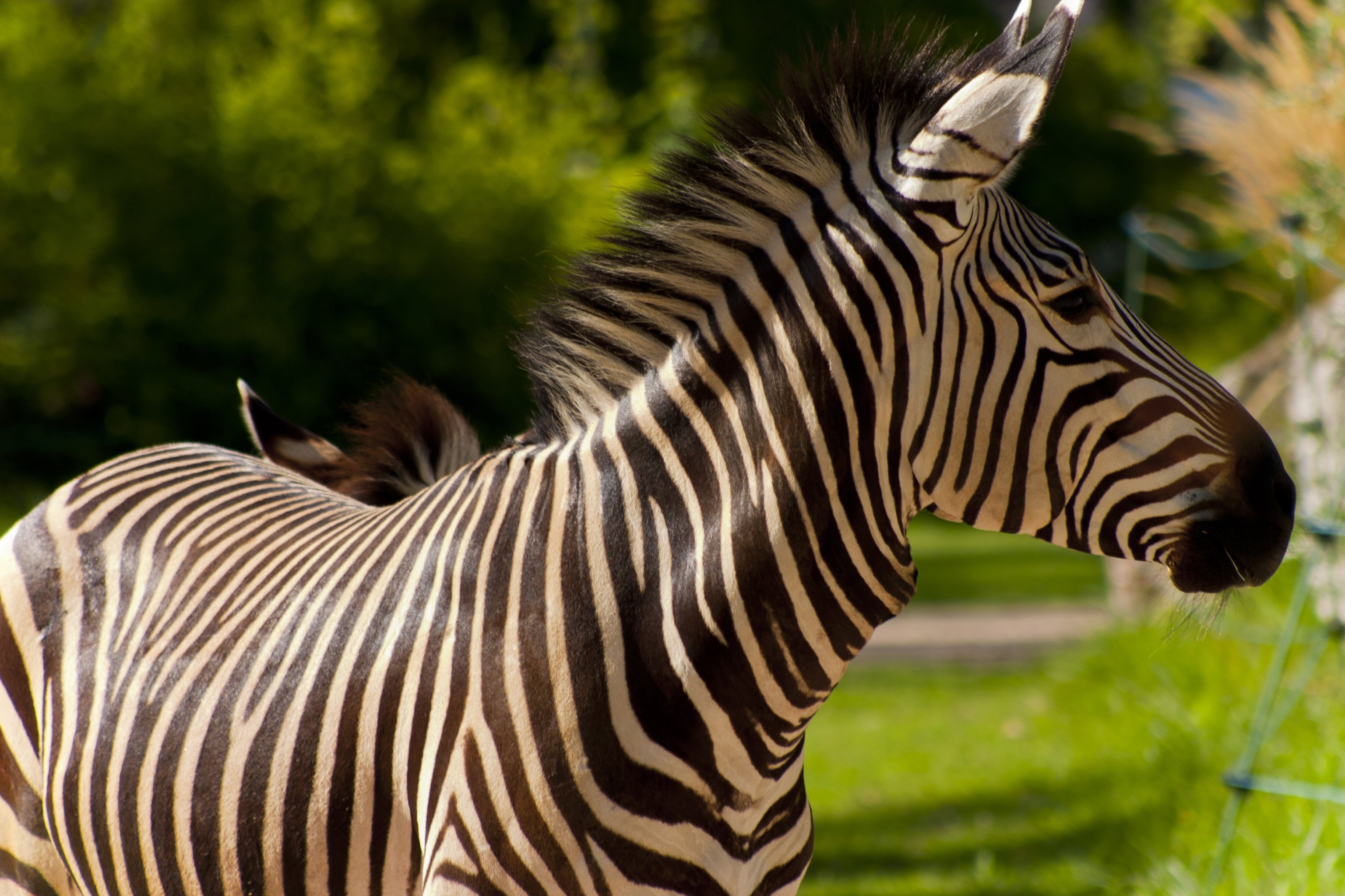 Wallpapers Animals Zebras Zbre