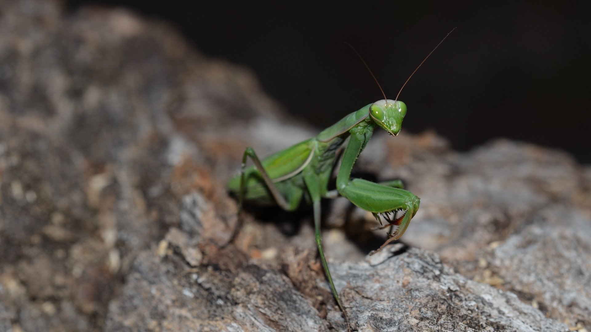 Fonds d'cran Animaux Insectes - Mantes Religieuse On prend la pose ....