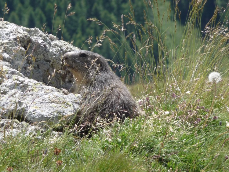 Wallpapers Animals Marmot marmotte des alpes