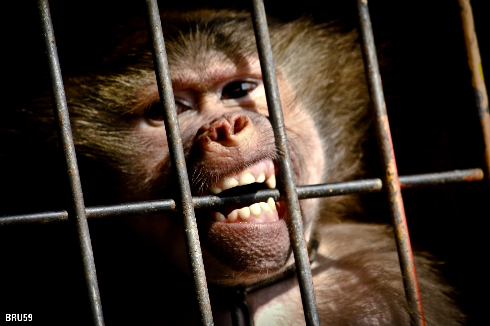 Fonds d'cran Animaux Singes Singe en cage pour le cirque