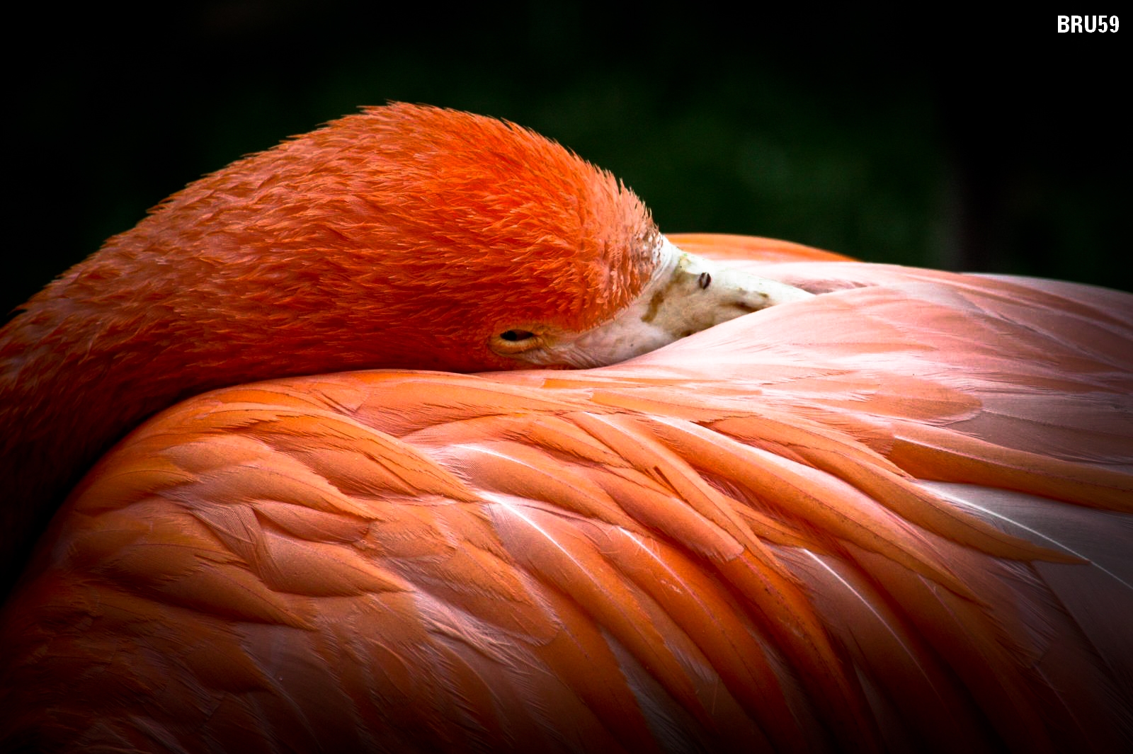 Wallpapers Animals Birds - Flamingos Flamant rose se reposant dans ses plumes