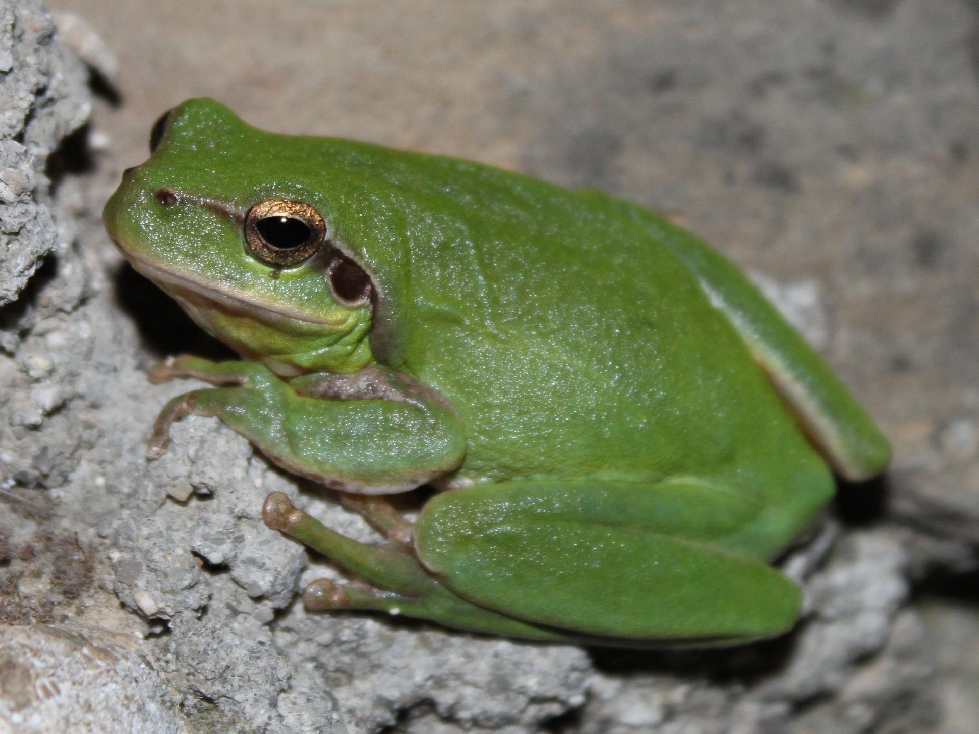 Fonds d'cran Animaux Grenouilles - Crapauds 