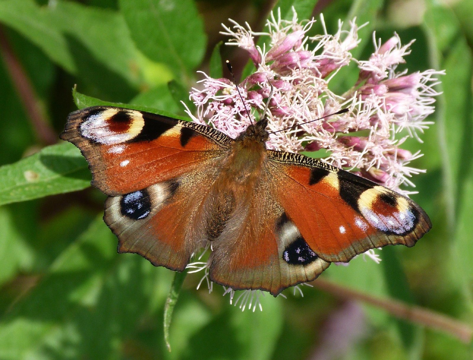 Wallpapers Animals Insects - Butterflies 