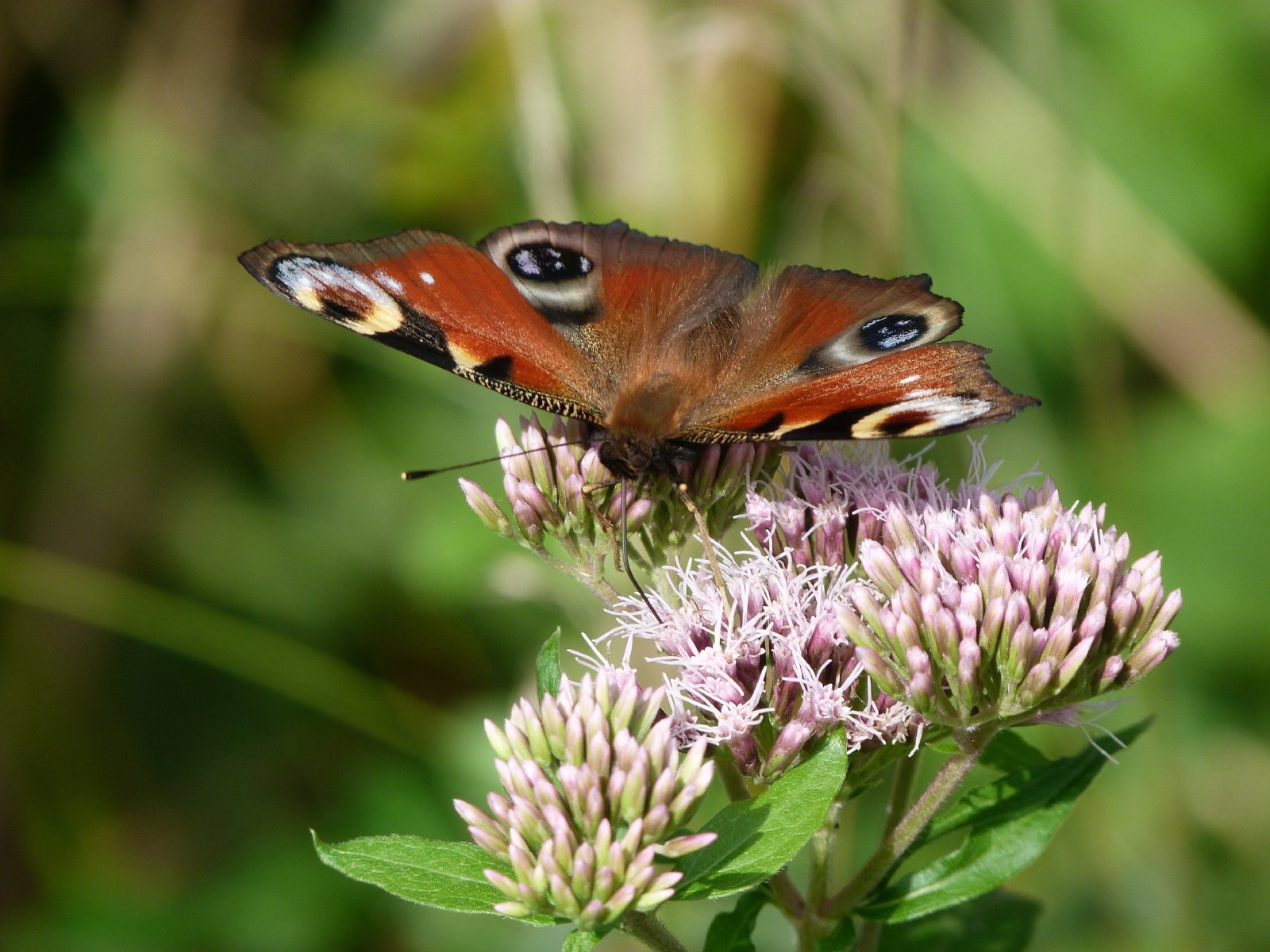 Wallpapers Animals Insects - Butterflies Flagrant dlit de butinage !!