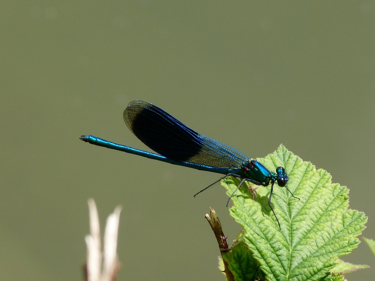 Fonds d'cran Animaux Insectes - Libellules Une longue dame en noire !!