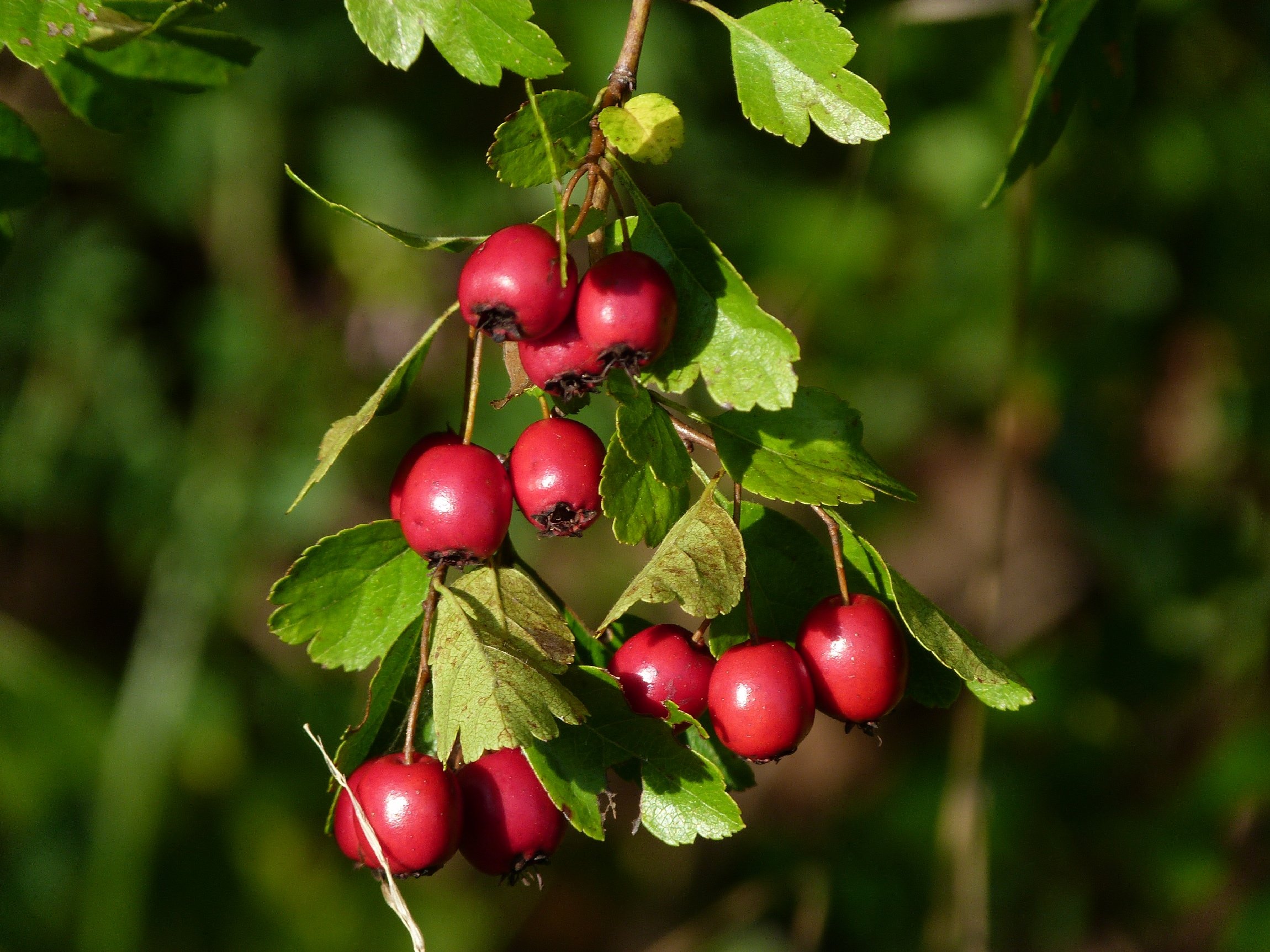 Wallpapers Nature Fruits 