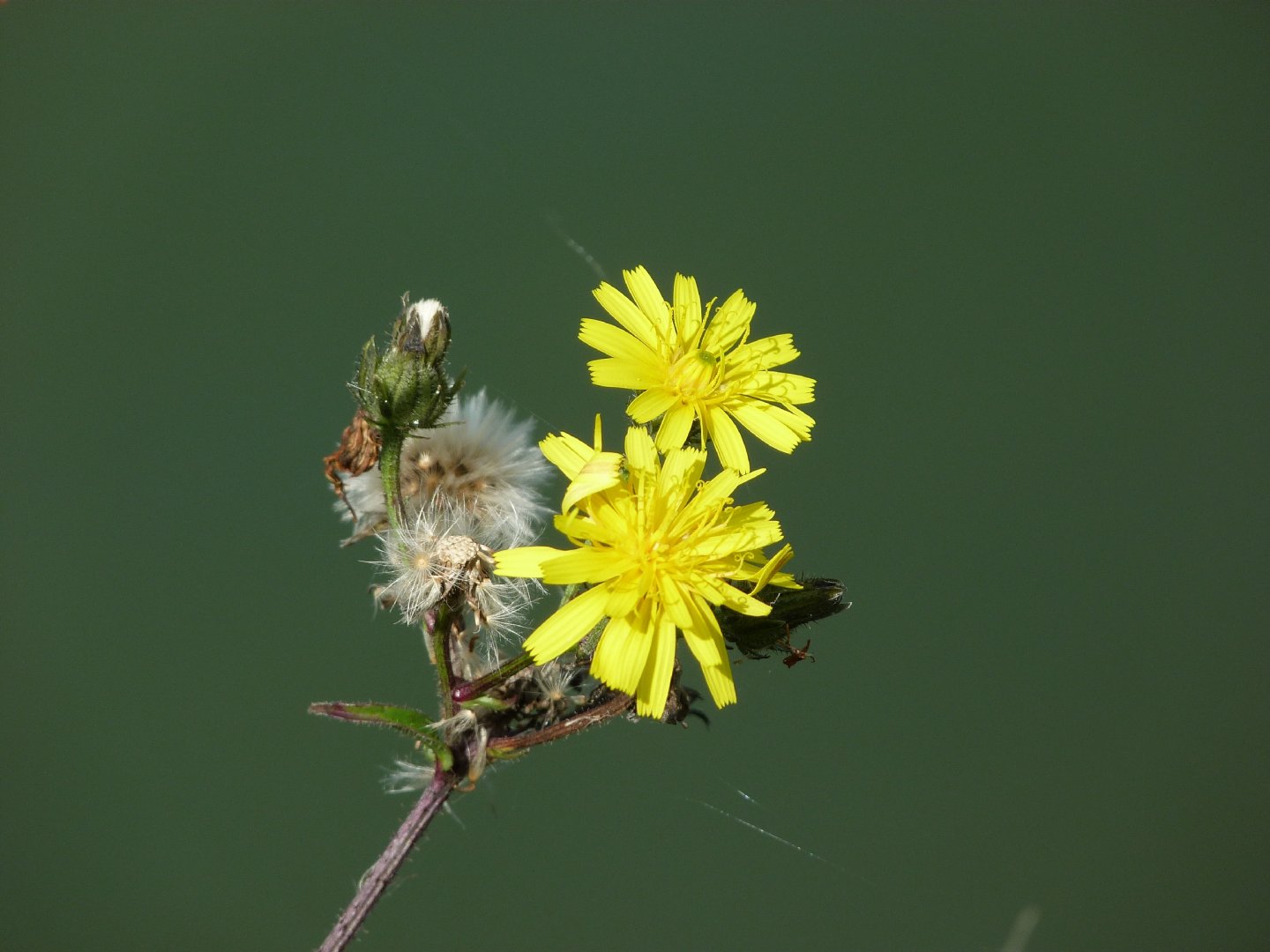 Fonds d'cran Nature Fleurs Soleils en couple !