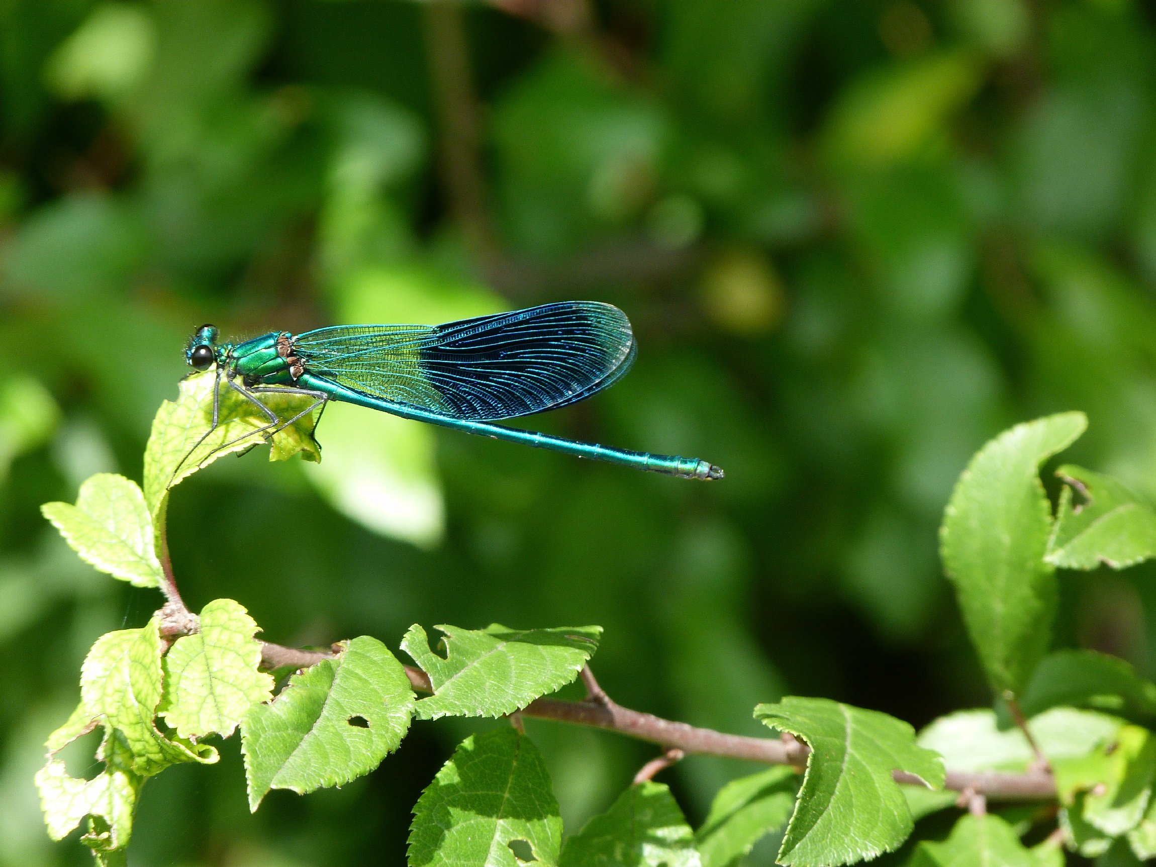 Fonds d'cran Animaux Insectes - Libellules Parallles !!