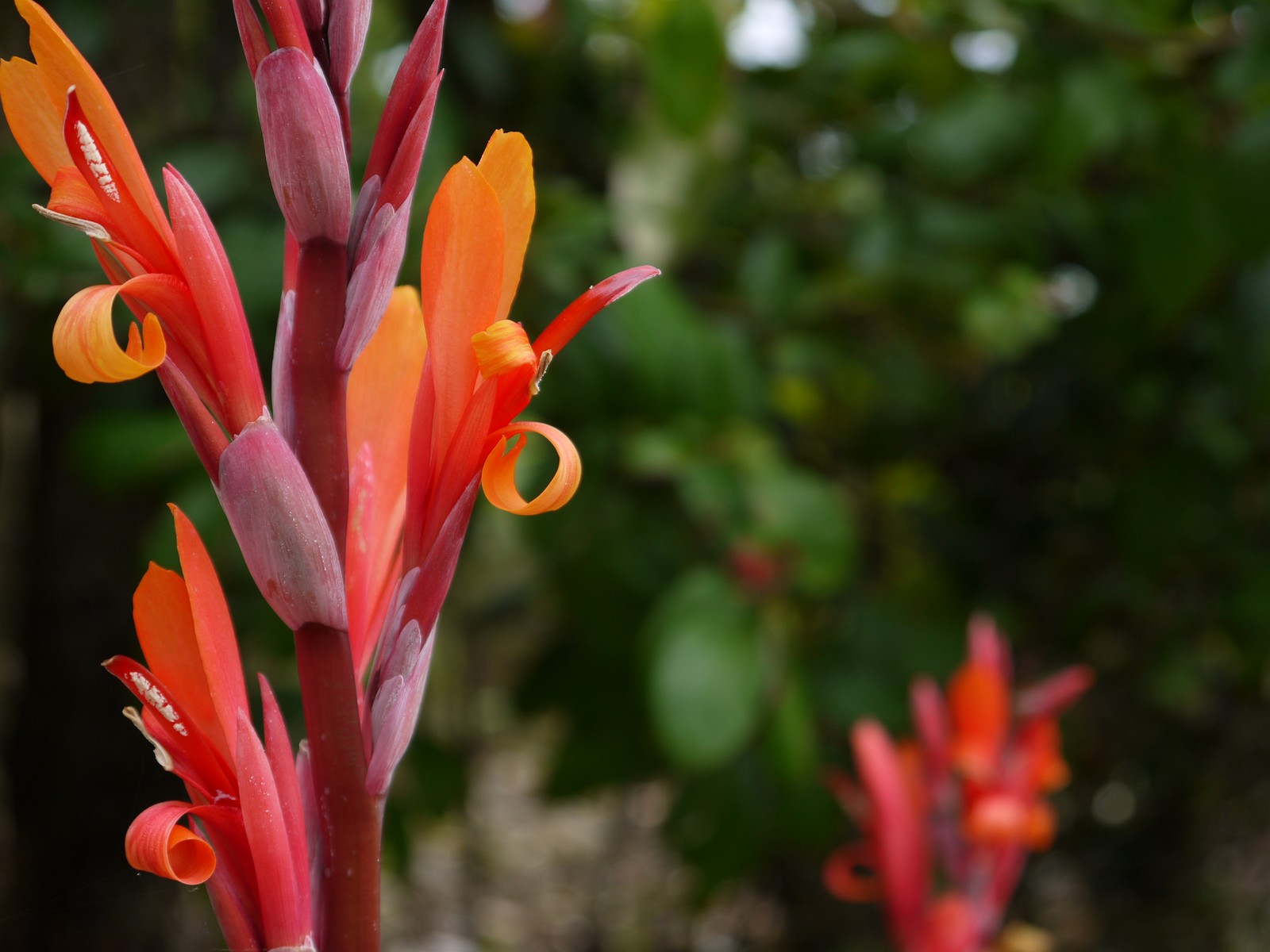 Fonds d'cran Nature Fleurs 