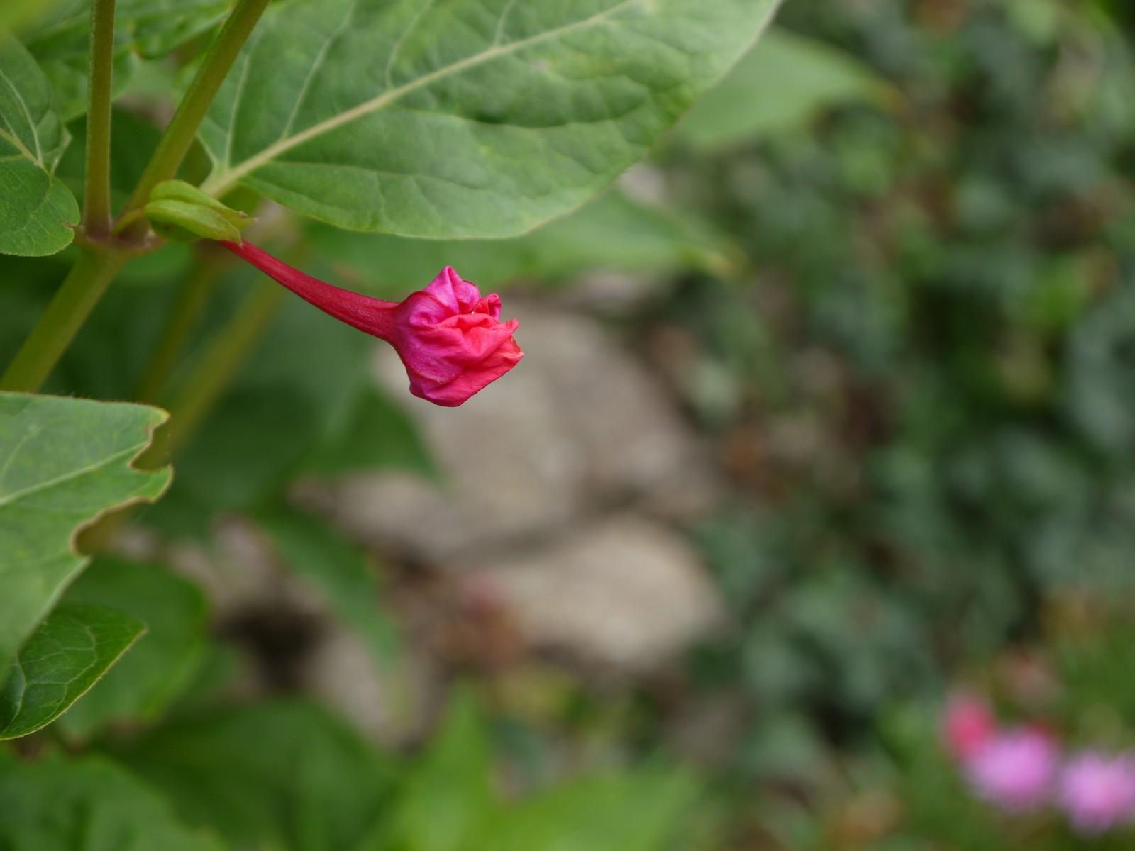 Fonds d'cran Nature Fleurs 