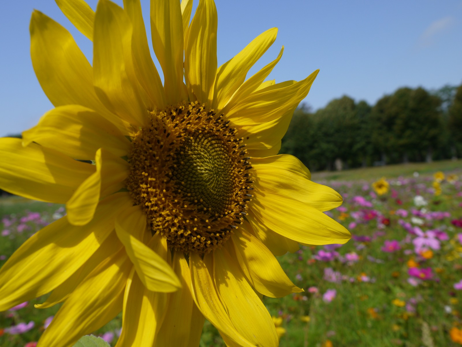 Fonds d'cran Nature Fleurs tournesol