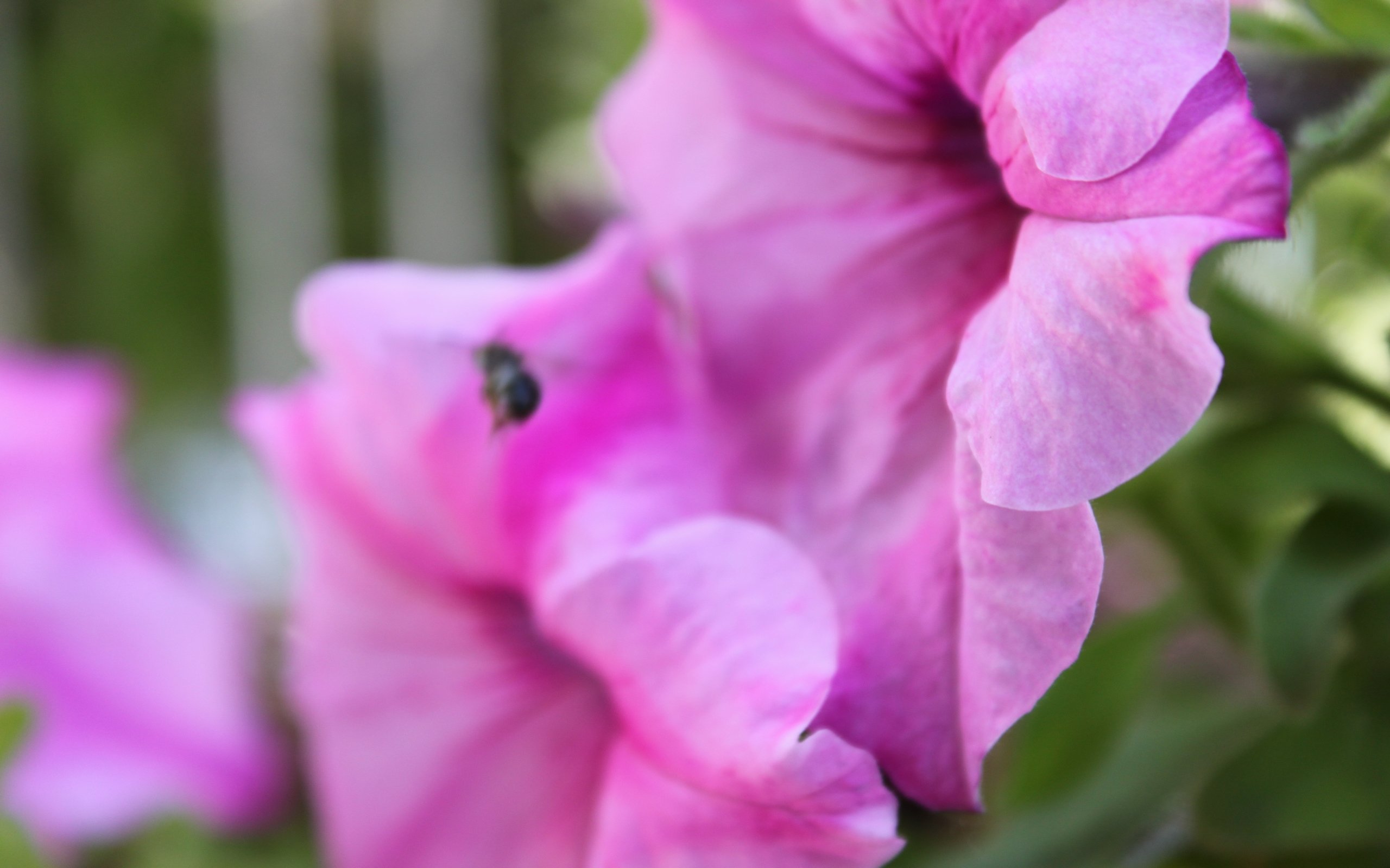 Fonds d'cran Nature Fleurs 