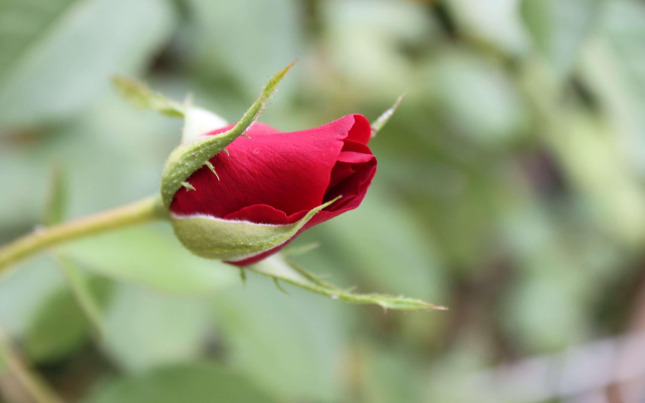 Fonds d'cran Nature Fleurs 