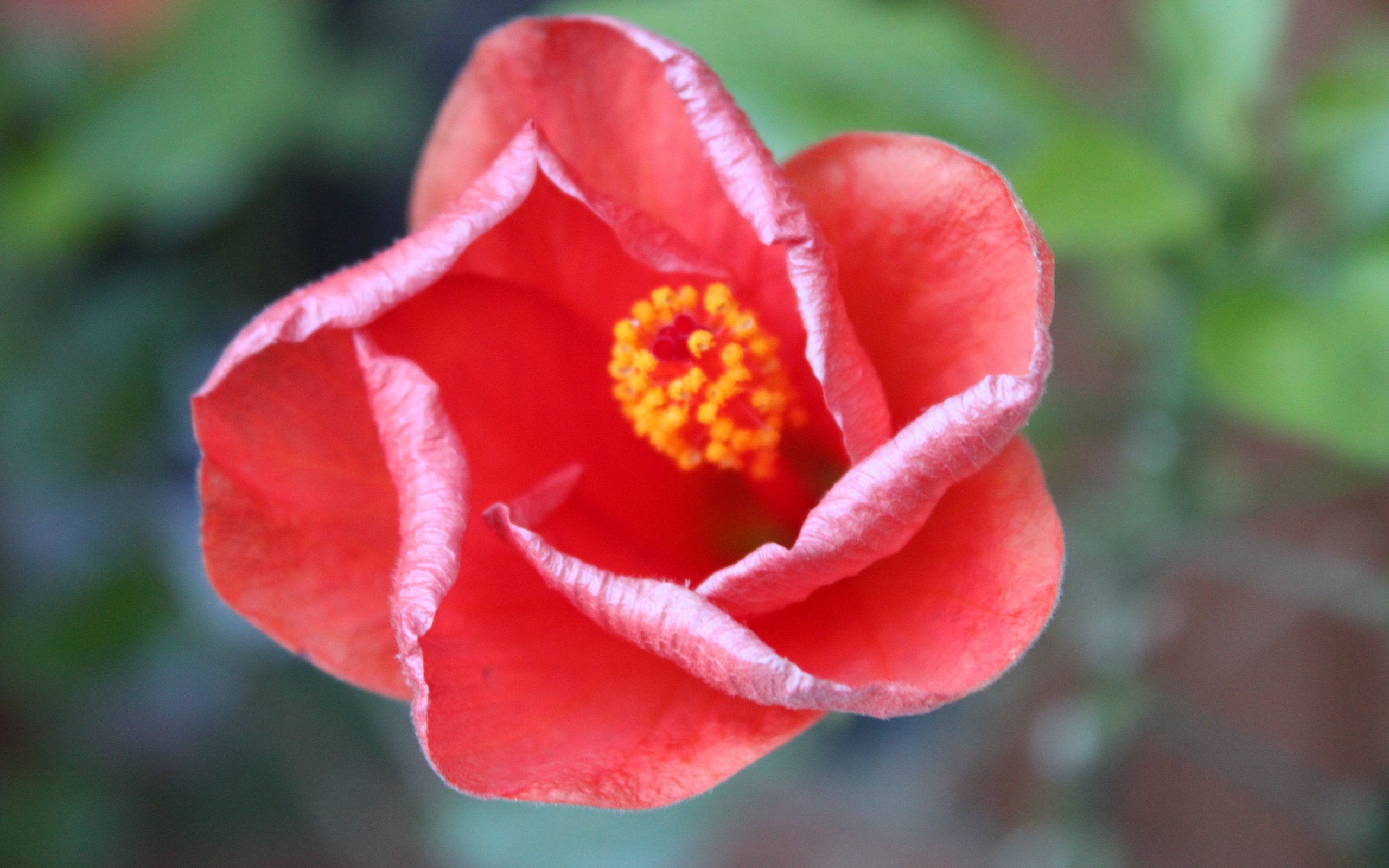 Fonds d'cran Nature Fleurs 