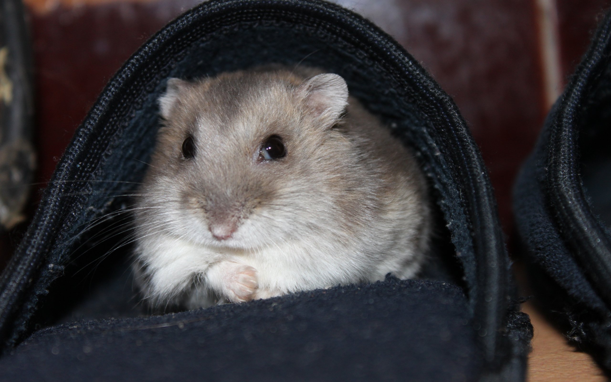 Fonds d'cran Animaux Rongeurs - Hamsters 