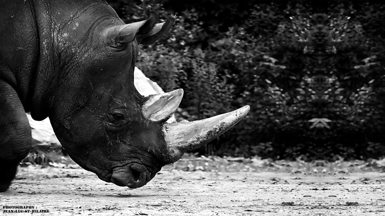 Wallpapers Animals Rhinoceros Rino Attitude