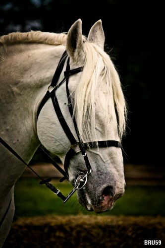 Wallpapers Animals Horses Cheval aux yeux cachs