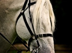 Fonds d'cran Animaux Cheval aux yeux cachs