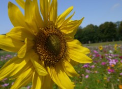 Fonds d'cran Nature tournesol