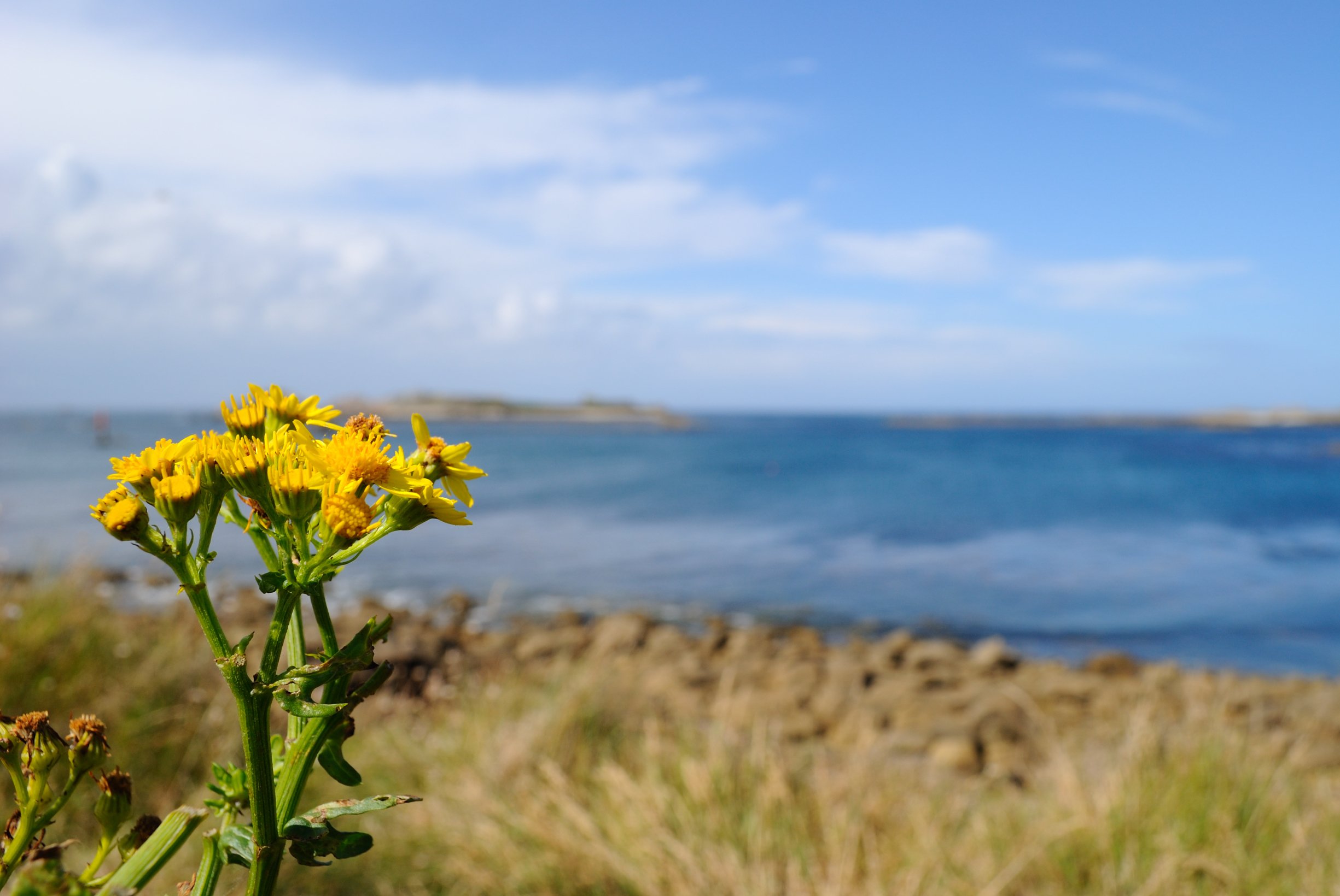 Fonds d'cran Nature Fleurs Pissenlit surplombant la mer