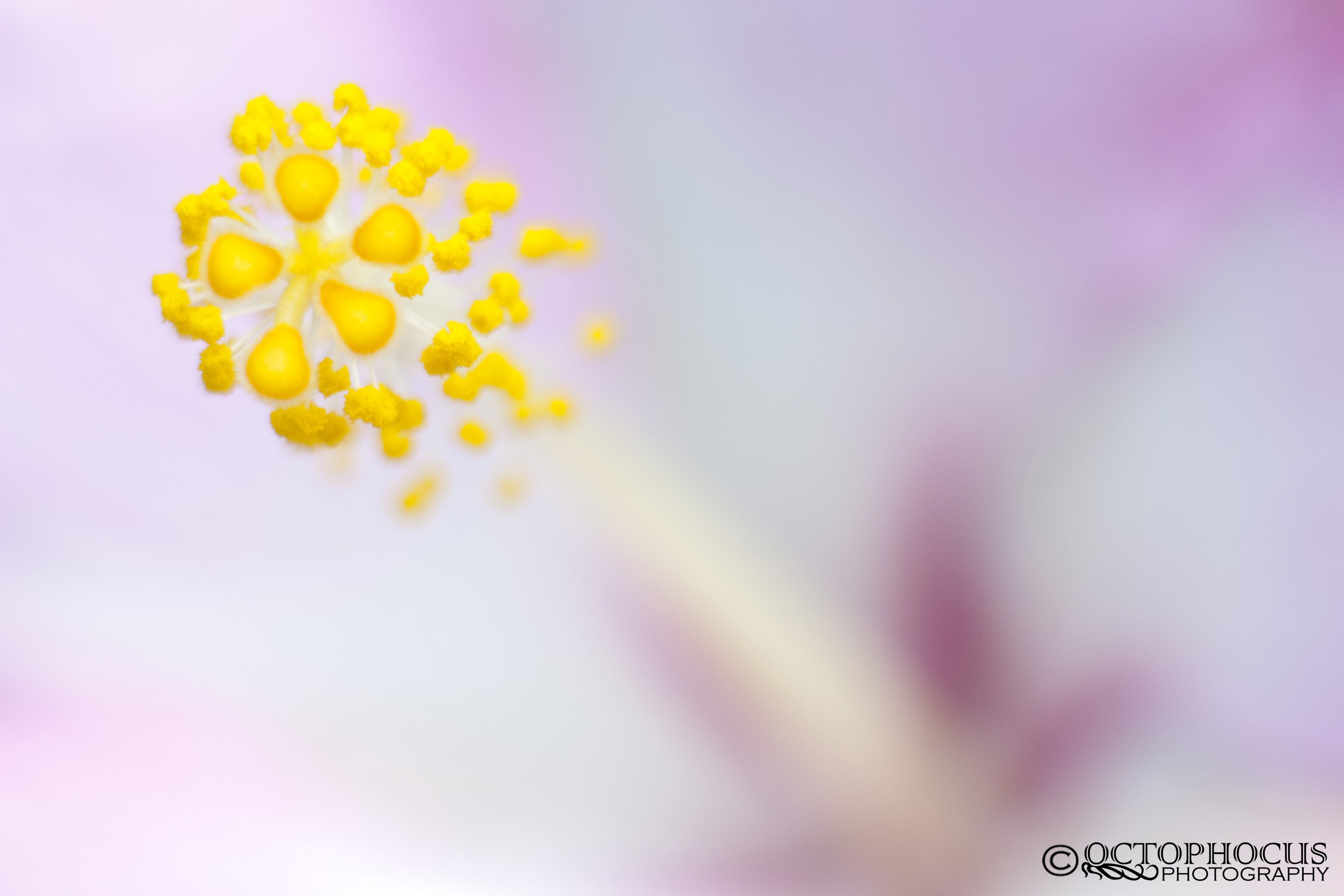 Fonds d'cran Nature Fleurs 