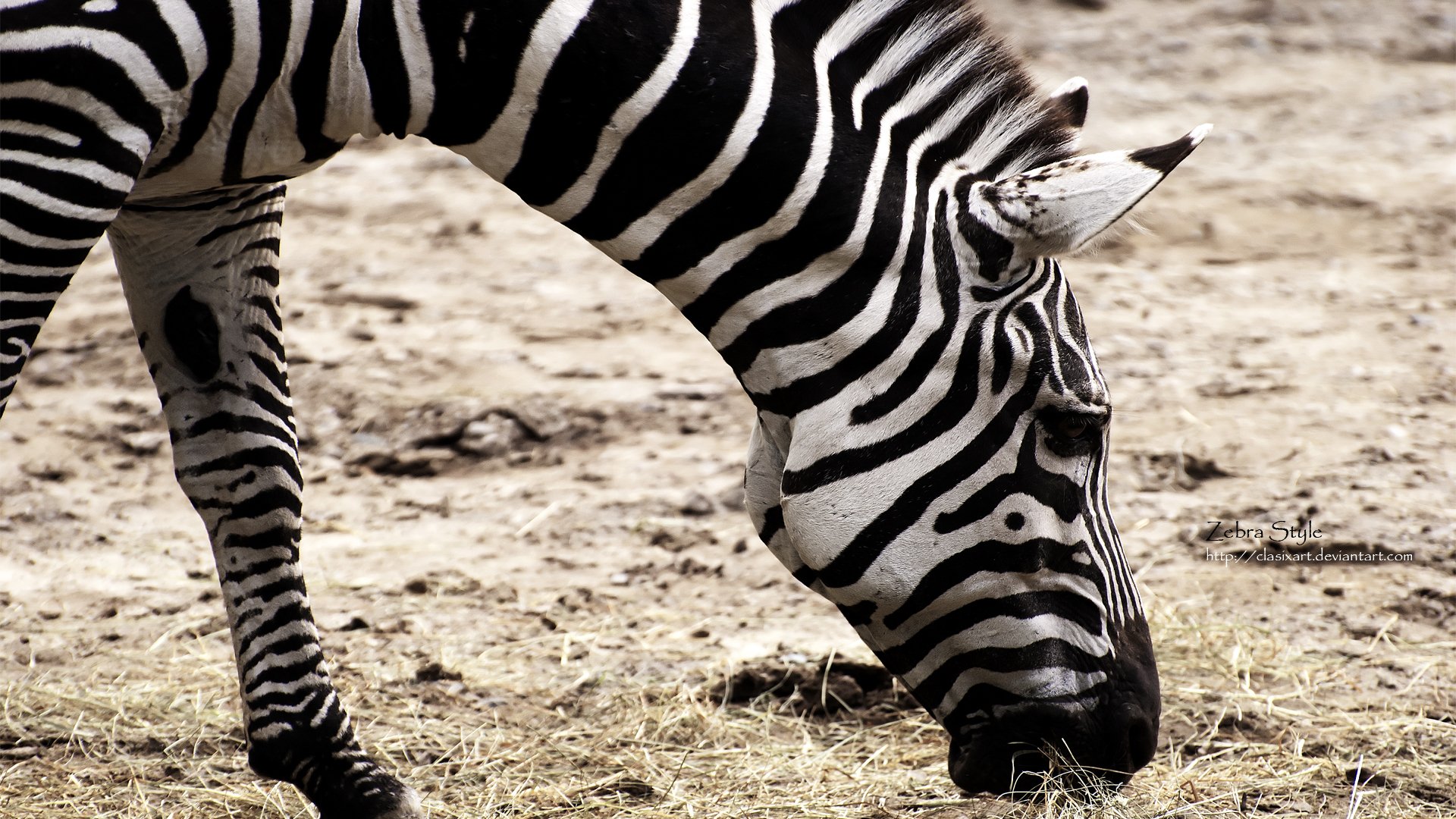 Wallpapers Animals Zebras Zebra