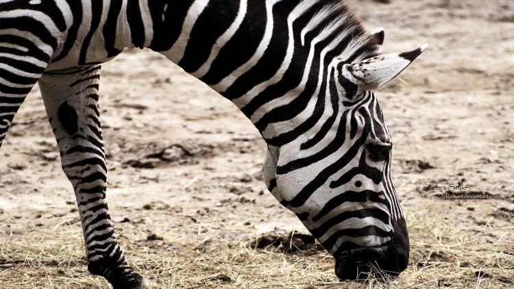 Fonds d'cran Animaux Zbres Zebra