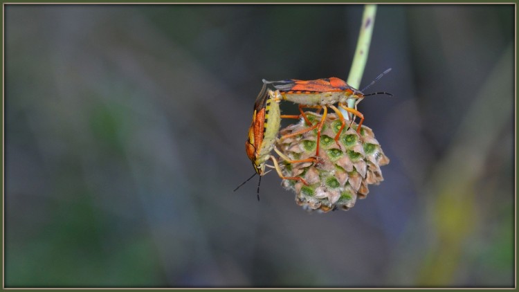 Fonds d'cran Animaux Insectes - Punaises Amours acrobatiques