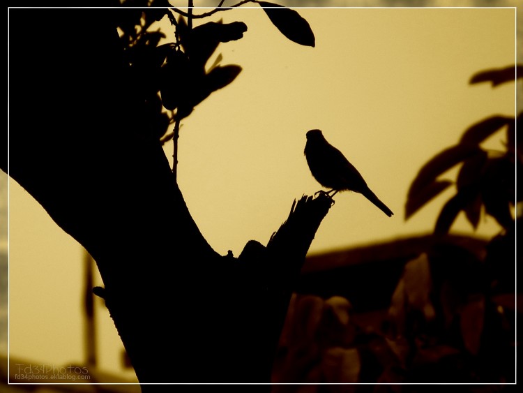 Fonds d'cran Animaux Oiseaux - Chardonnerets A contre jour..