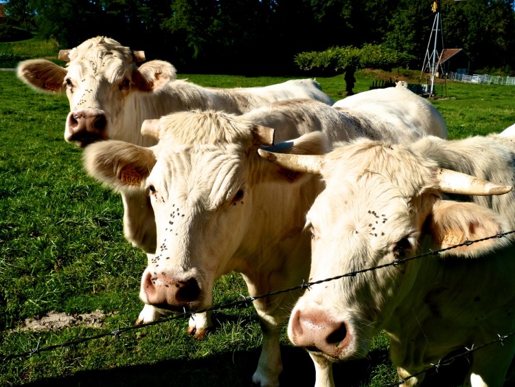 Wallpapers Animals Cows - Bulls - Beef sisters