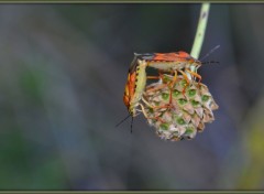 Wallpapers Animals Amours acrobatiques