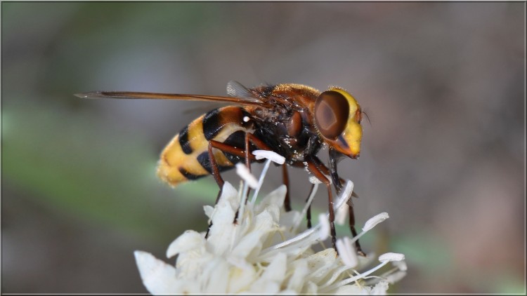 Fonds d'cran Animaux Insectes - Syrphes Volucelle et sa langue dplie