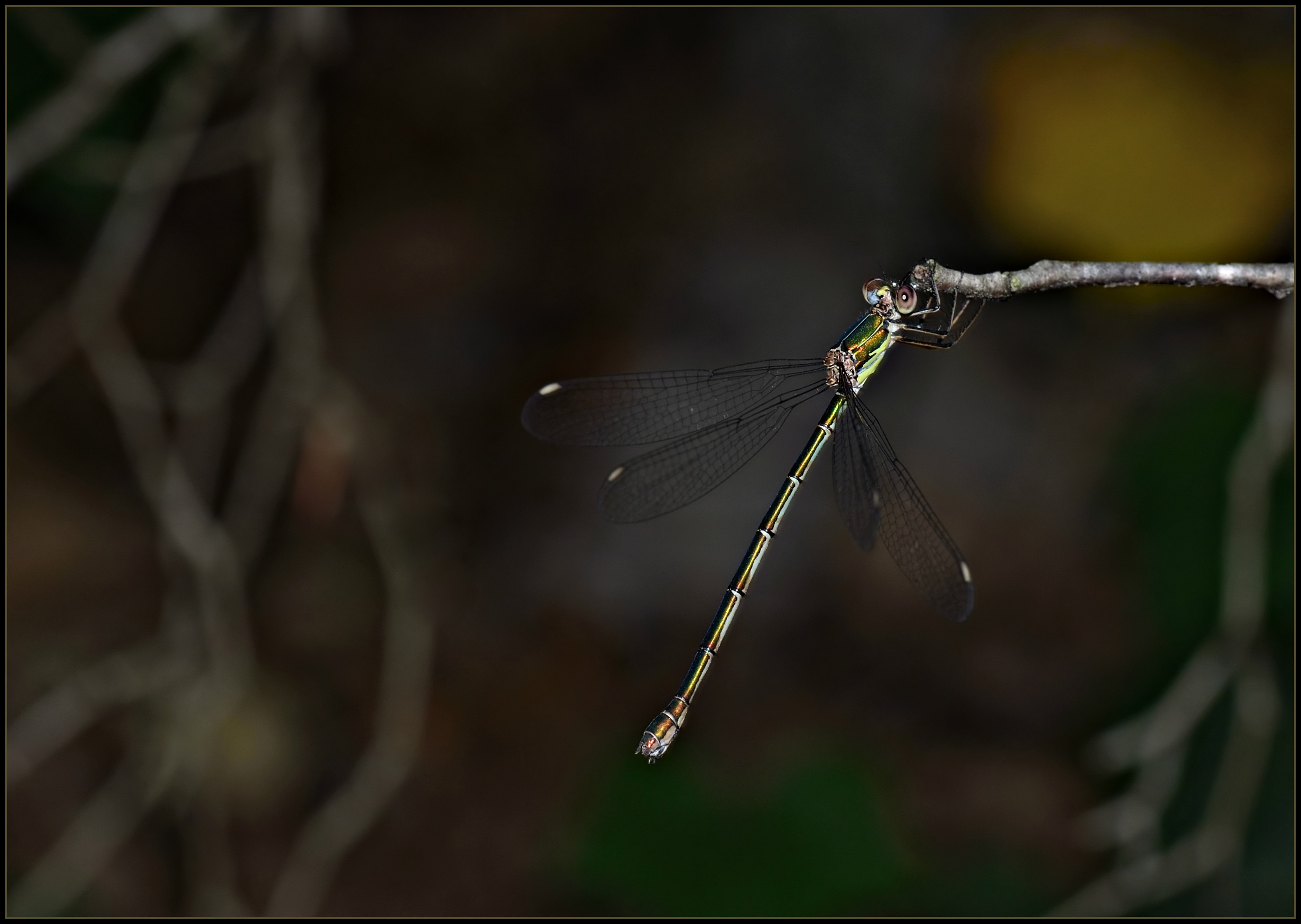 Fonds d'cran Animaux Insectes - Libellules Libellule