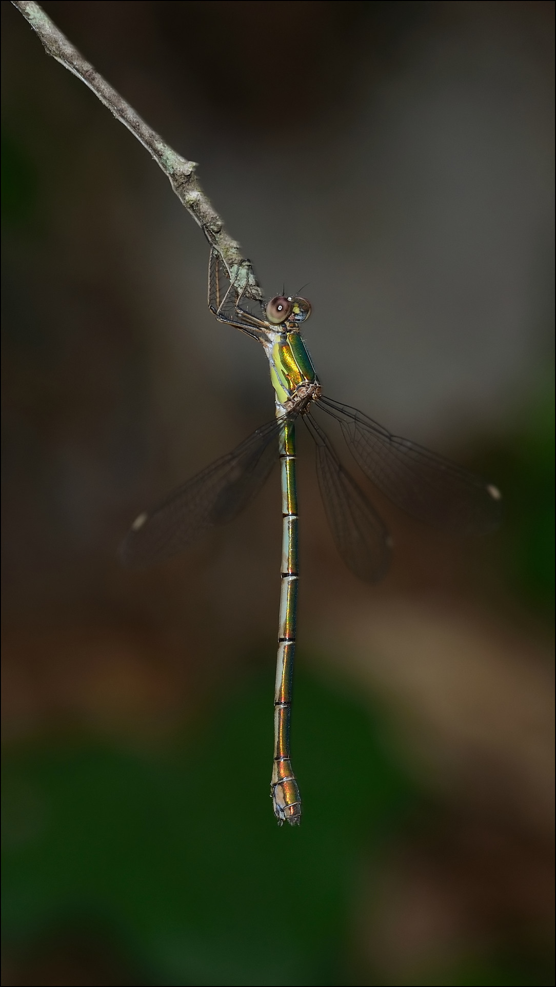 Wallpapers Animals Insects - Dragonflies Libellule 2