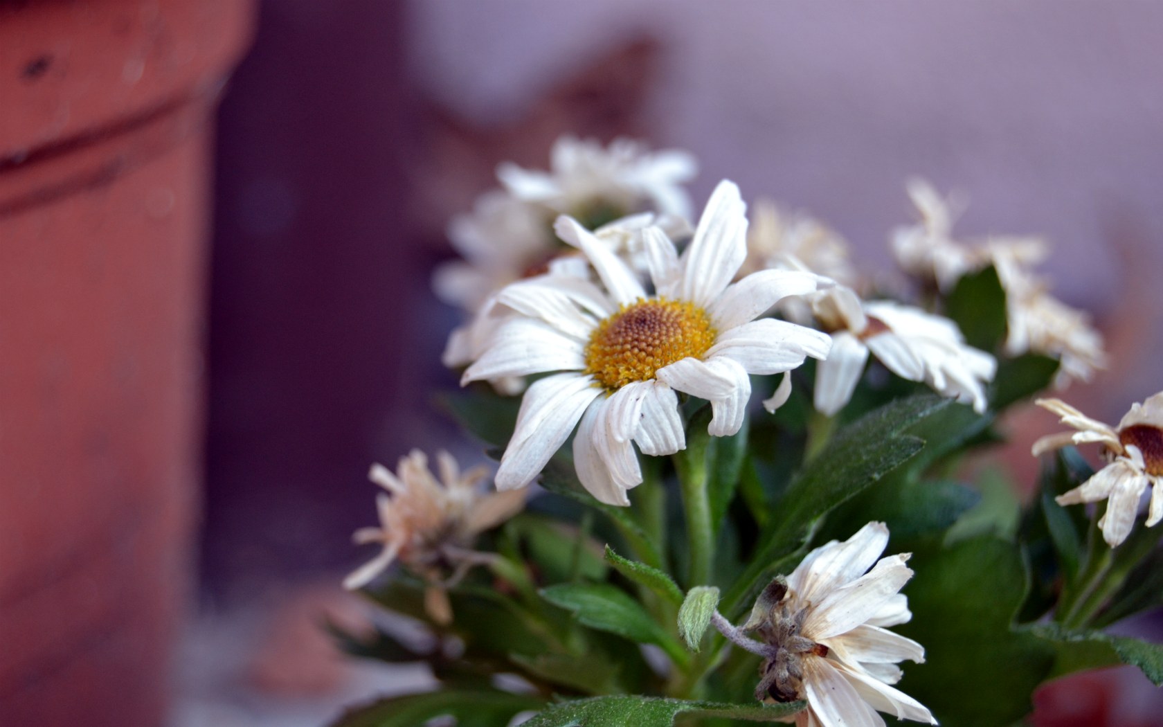 Fonds d'cran Nature Fleurs 