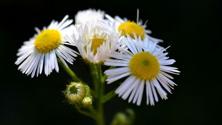 Fonds d'cran Nature Fleurs En attendant le printemps prochain....