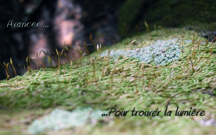 Wallpapers Nature Moss - Lichens Cours vers la lumire